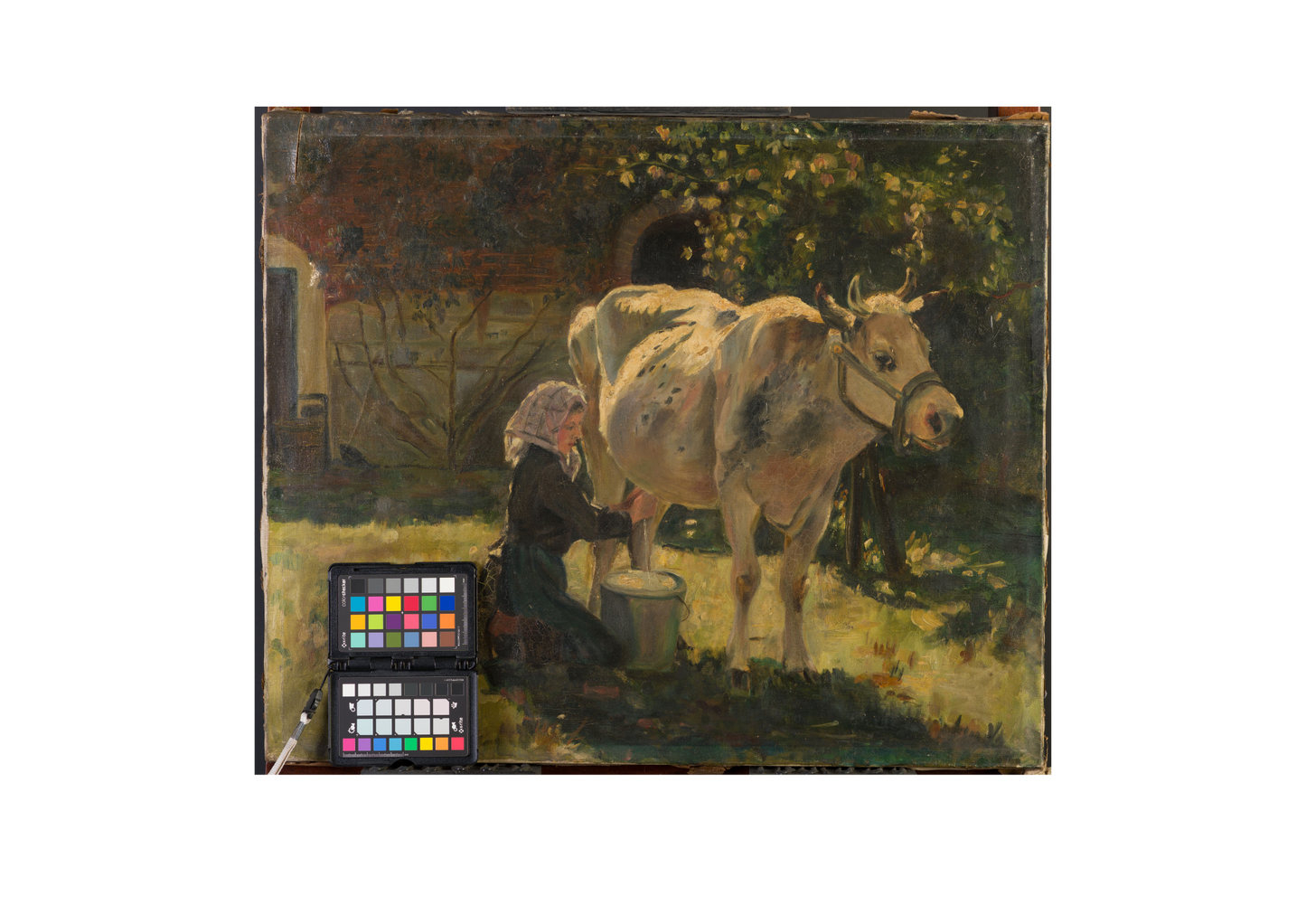 The White Cow