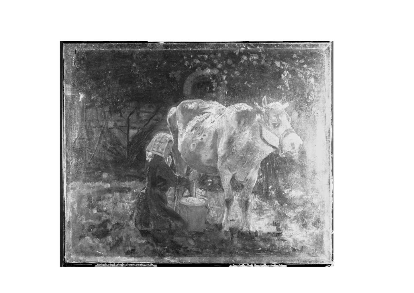 The White Cow