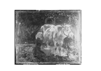The White Cow