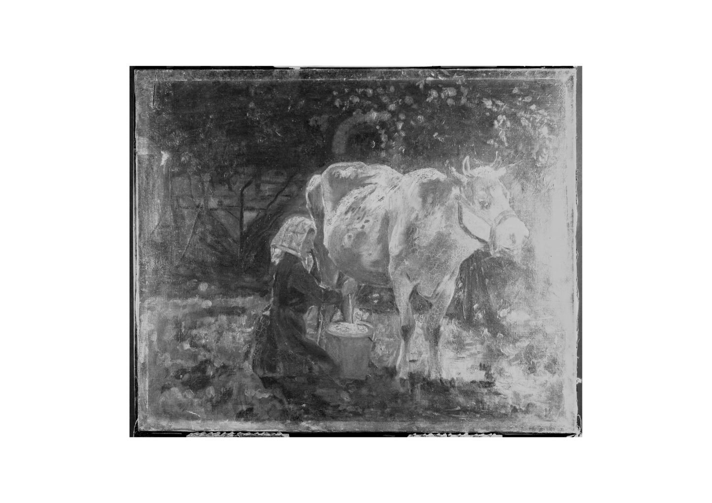 The White Cow