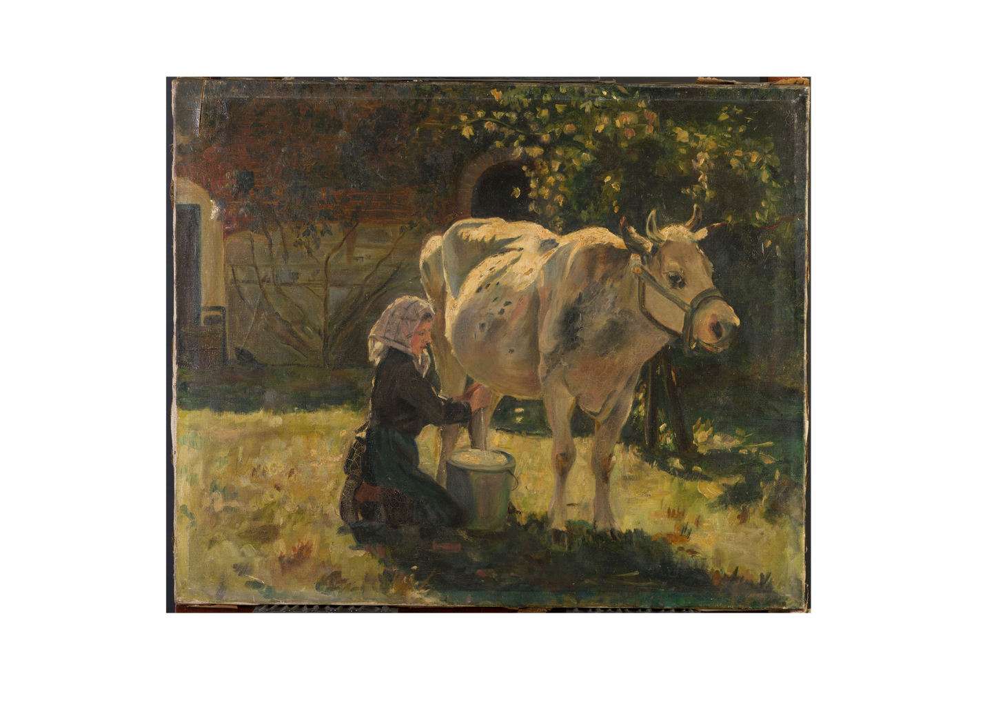The White Cow